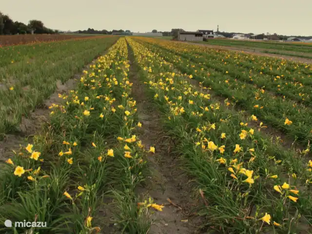 Le plus bel endroit de Noordwijk | Pays-Bas, Hollande méridionale, Noordwijk - maison de vacances  Vous avez une vue sur les champs de bulbes.