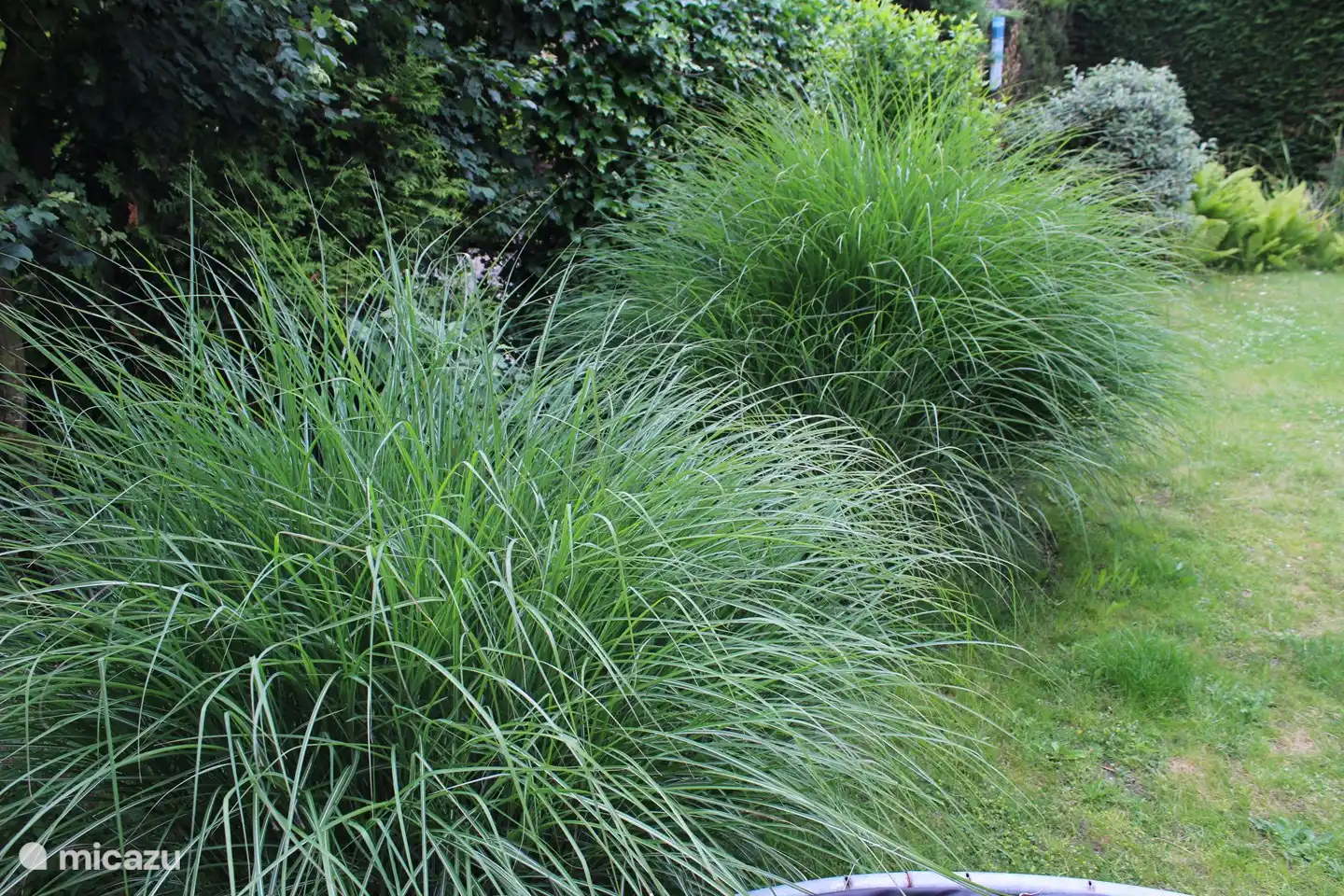 Die Vegetation im Garten. 