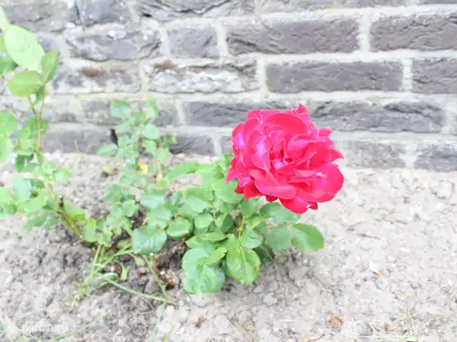 Le plus bel endroit de Noordwijk | Pays-Bas, Hollande méridionale, Noordwijk - maison de vacances Jardin.