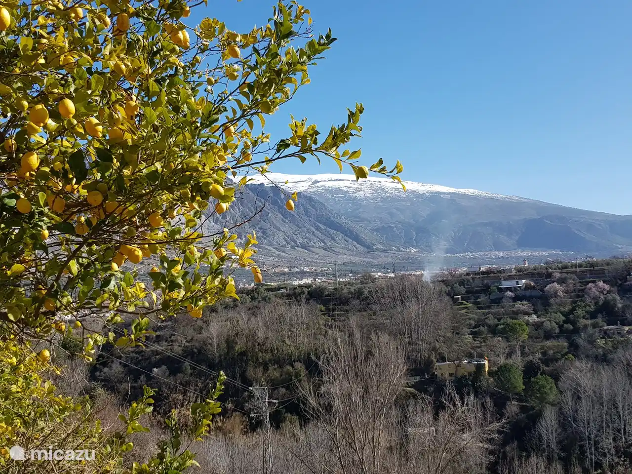 einheimische Zitronen.