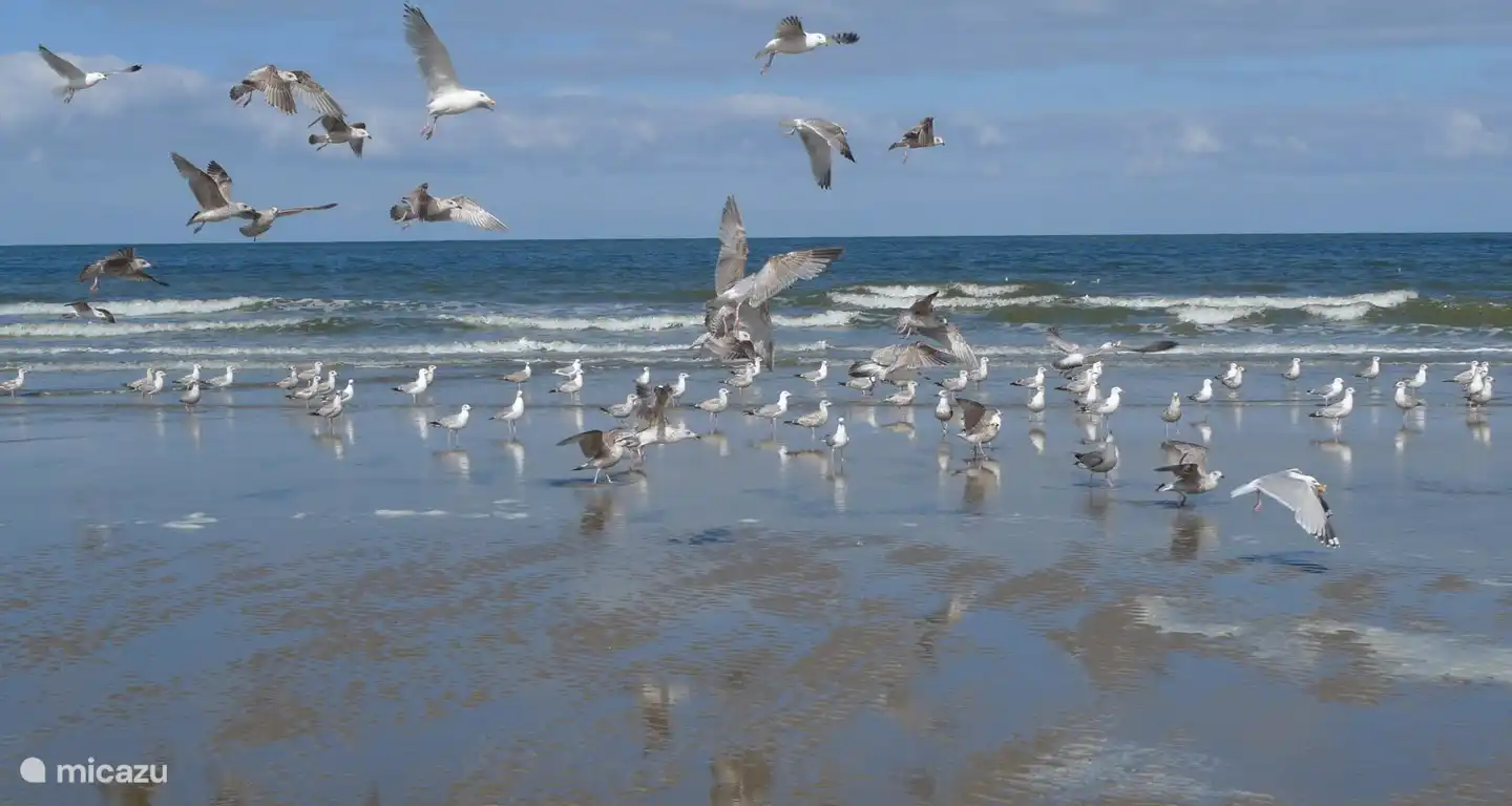 Der Strand von Callantsoog