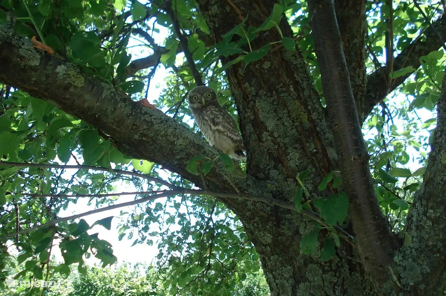 ¡Naturaleza, naturaleza y más naturaleza! Hermoso búho salvaje en nuestro árbol