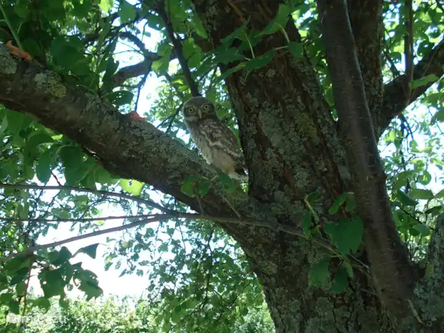 Villa San Vitale Bed & Breakfast 2p huren in Italië, Marche, San Lorenzo In Campo - bed & breakfast Natuur natuur en nog eens natuur! Prachtige wilde uil in onze boom