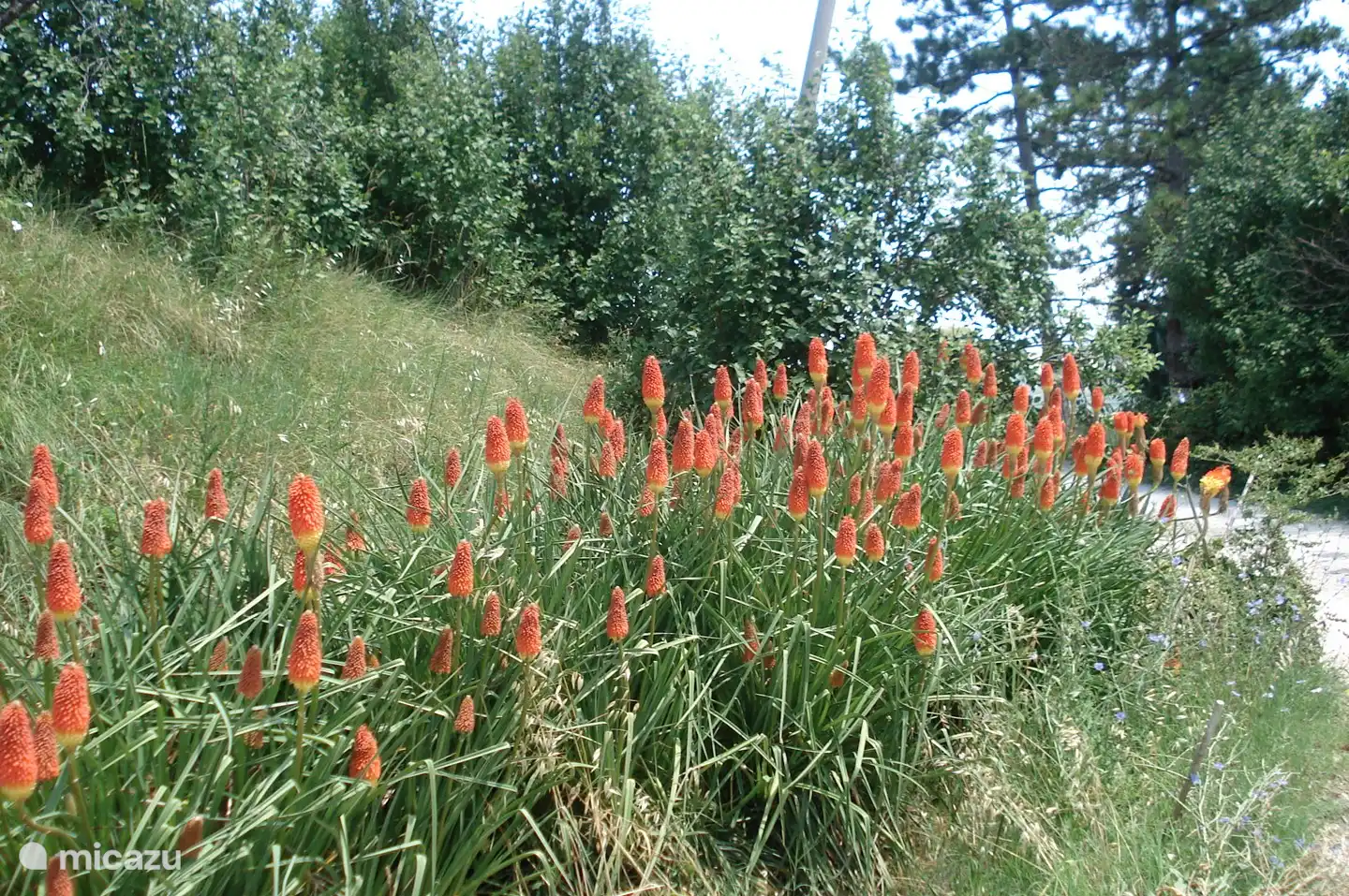 Muchas flores y árboles frutales están en flor