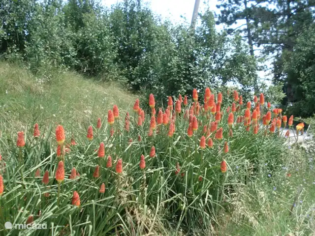 Villa San Vitale Bed & Breakfast 2p huren in Italië, Marche, San Lorenzo In Campo - bed & breakfast Veel bloemen en fruitbomen staan in bloei