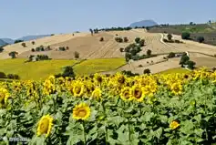 Campos de girasoles en Marche