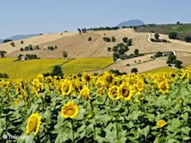 Villa San Vitale Bed & Breakfast 2p huren in Italië, Marche, San Lorenzo In Campo - bed & breakfast Zonnebloemen-velden in de Marche