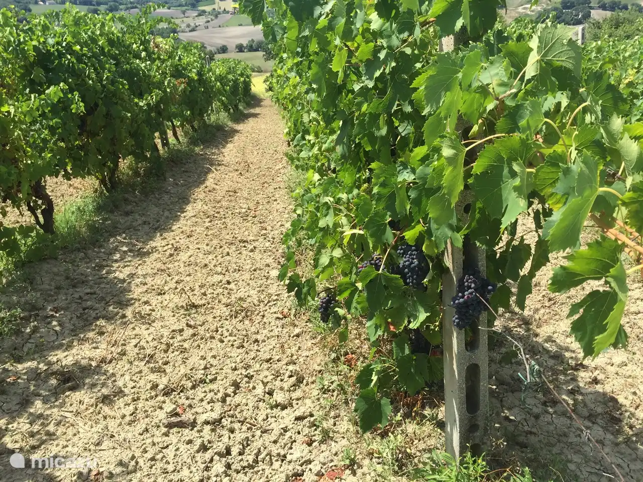 Nuestro viñedo con muchas variedades de uva: San Giovese; Merlot y Bianchello