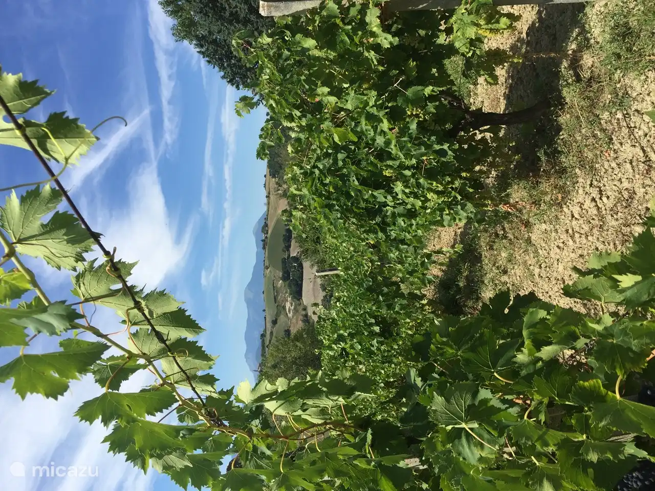 Nuestro viñedo con muchas variedades de uva: San Giovese; Merlot y Bianchello