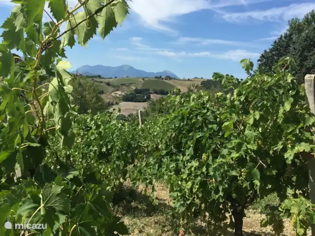 Villa San Vitale Bed & Breakfast 2p huren in Italië, Marche, San Lorenzo In Campo - bed & breakfast Onze wijngaard met vele druivensoorten: San Giovese; merlot en Bianchello