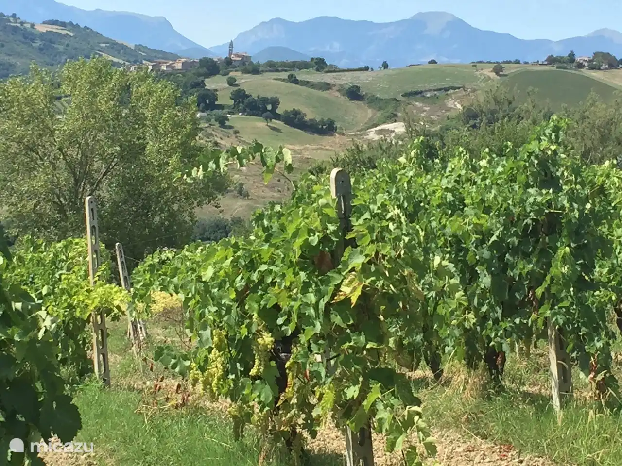 Nuestro viñedo con muchas variedades de uva: San Giovese; Merlot y Bianchello