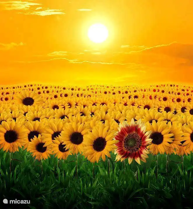 Destaca Villa San Vitale!