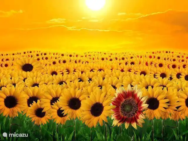 Villa San Vitale Bed & Breakfast 2p huren in Italië, Marche, San Lorenzo In Campo - bed & breakfast Villa San Vitale onderscheidt zich!