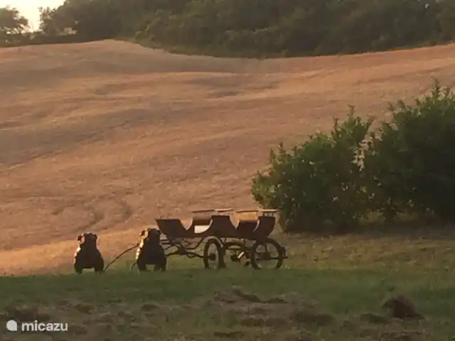 Villa San Vitale Bed & Breakfast 2p huren in Italië, Marche, San Lorenzo In Campo - bed & breakfast Avondrood in de achtertuin bij Villa San Vitale