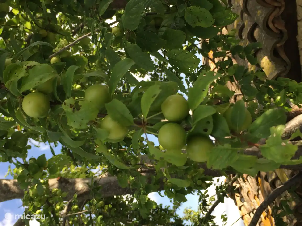Manzanas, peras y muchas otras frutas crecen en los árboles de Villa San Vitale