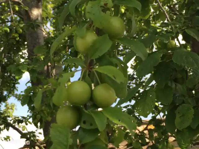 Villa San Vitale Bed & Breakfast 2p huren in Italië, Marche, San Lorenzo In Campo - bed & breakfast Appels, Peren en veel ander fruit groeit aan de bomen van Villa San Vitale