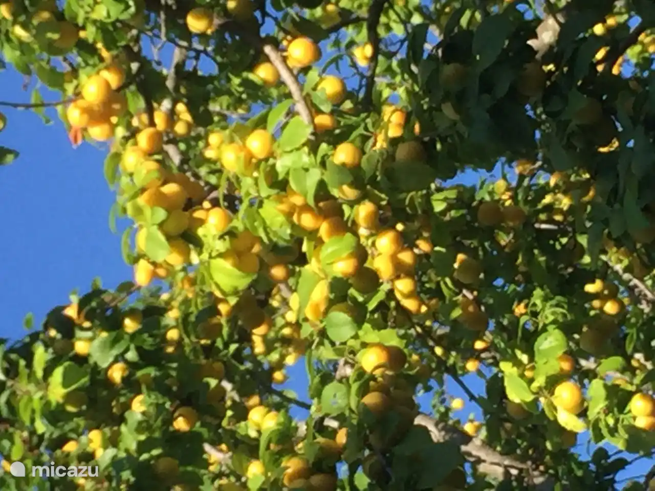 Villa San Vitale también produce muchos kilos de mermelada de ciruela cada año