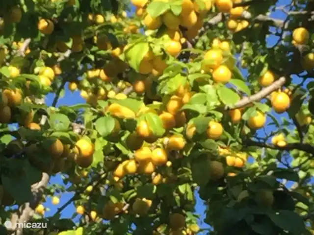 Villa San Vitale Bed & Breakfast 2p huren in Italië, Marche, San Lorenzo In Campo - bed & breakfast Villa San Vitale maakt zelf ook vele kilo's pruimenjam elk jaar