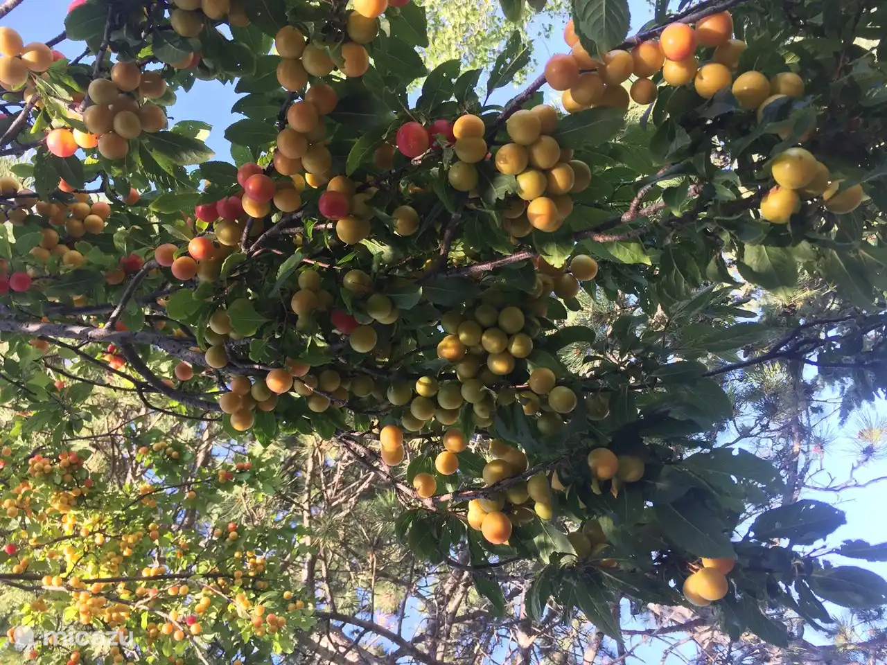 Villa San Vitale también produce muchos kilos de mermelada de ciruela cada año