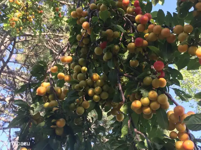 Villa San Vitale Bed & Breakfast 2p huren in Italië, Marche, San Lorenzo In Campo - bed & breakfast Villa San Vitale maakt zelf ook vele kilo's pruimenjam elk jaar