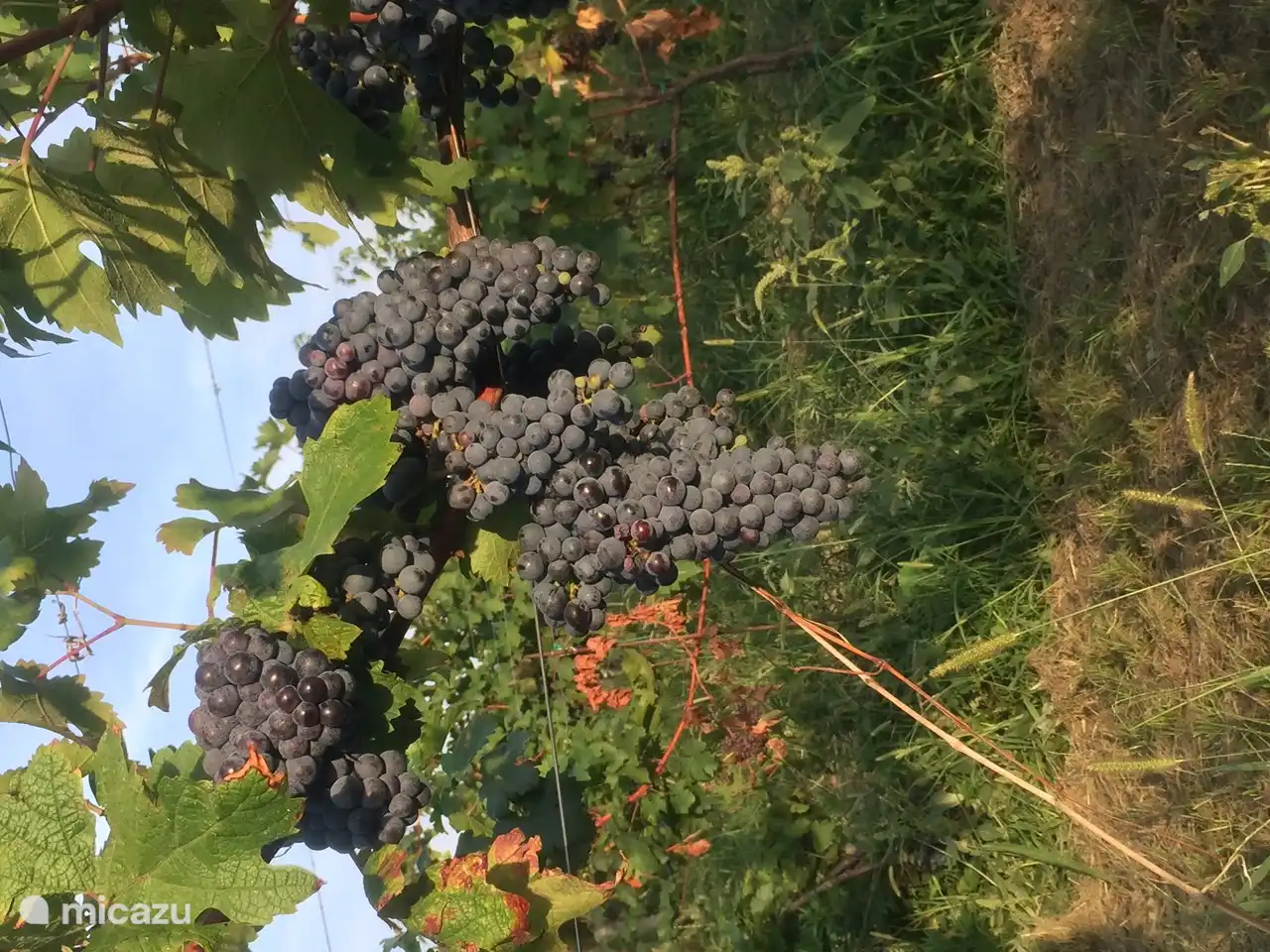 Grandes racimos de uvas. La fruta se puede recoger según sea necesario.