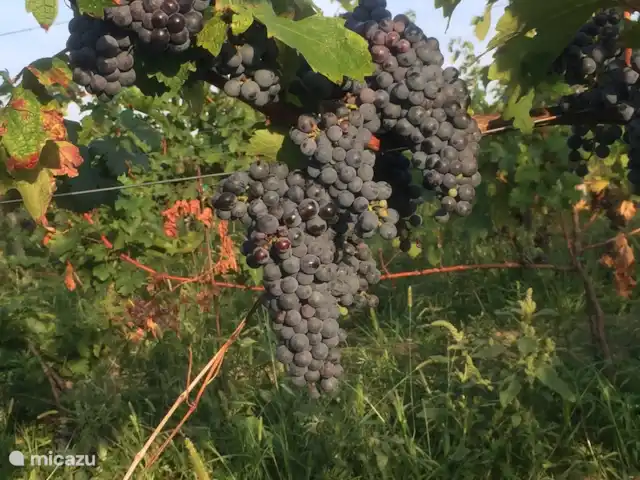 Villa San Vitale Bed & Breakfast 2p huren in Italië, Marche, San Lorenzo In Campo - bed & breakfast Grote trossen druiven. Fruit mag naar behoefte worden geplukt.