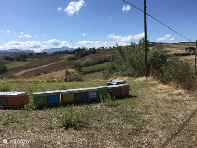 Villa San Vitale Bed & Breakfast 2p huren in Italië, Marche, San Lorenzo In Campo - bed & breakfast Juweeltjes in de buurt van Villa San Vitale: rondlopen in de buurt van Villa San Vitale naar het stadje Montalfoglio. Onderweg mooie gezonde bijenkorven