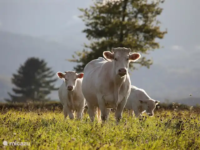 La Bergerie | France, Saône-et-Loire, La Grande-Verrière - maison de vacances Vaches charolaises au pâturage