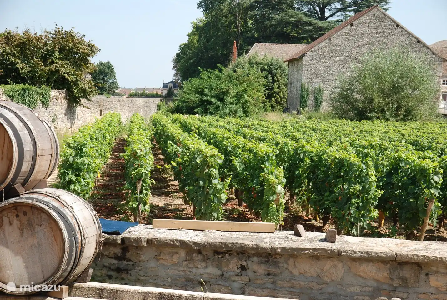 Besuch der Weinfelder und Weinkeller