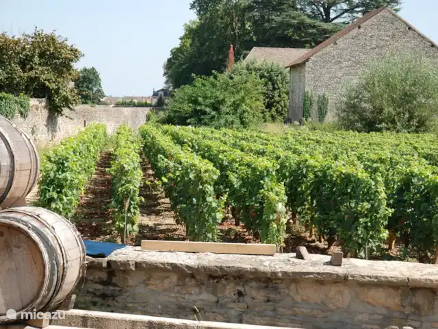 La Bergerie | France, Saône-et-Loire, La Grande-Verrière - maison de vacances Visite des vignes et des chais