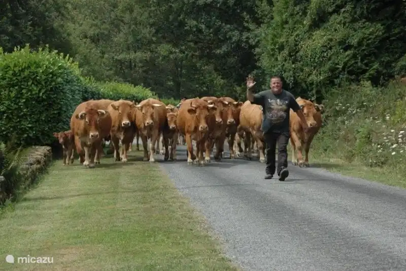 De Limousin koeien komen voorbij 