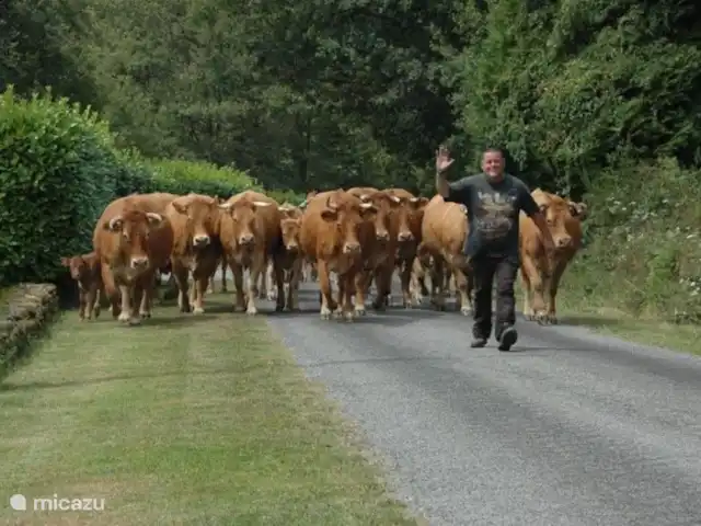 Cabaña Bersac en Francia, Alta Viena, Bersac-sur-Rivalier - casa vacacional Pasan las vacas Limousin
