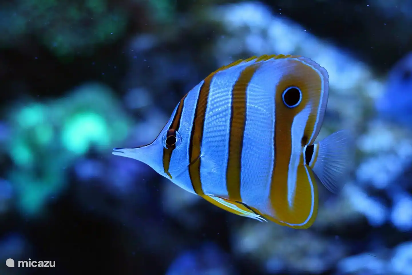 Aquarium du Limousin