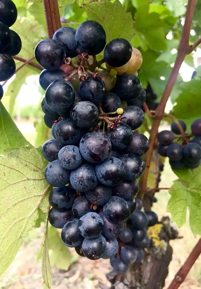 Beaumont-du-Périgord liegt in der Nähe von Weinbergen und ihren Schlössern.