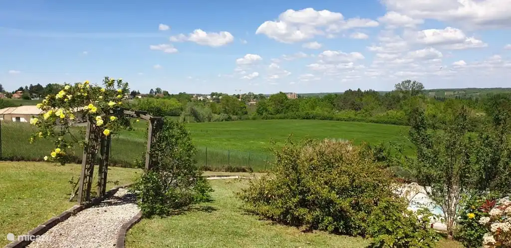 Die Rosen in voller Blüte!