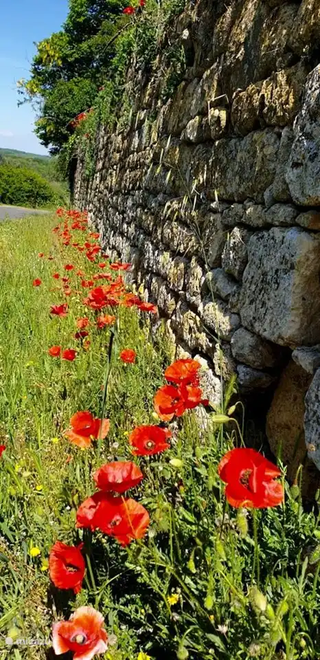 Les coquelicots ...