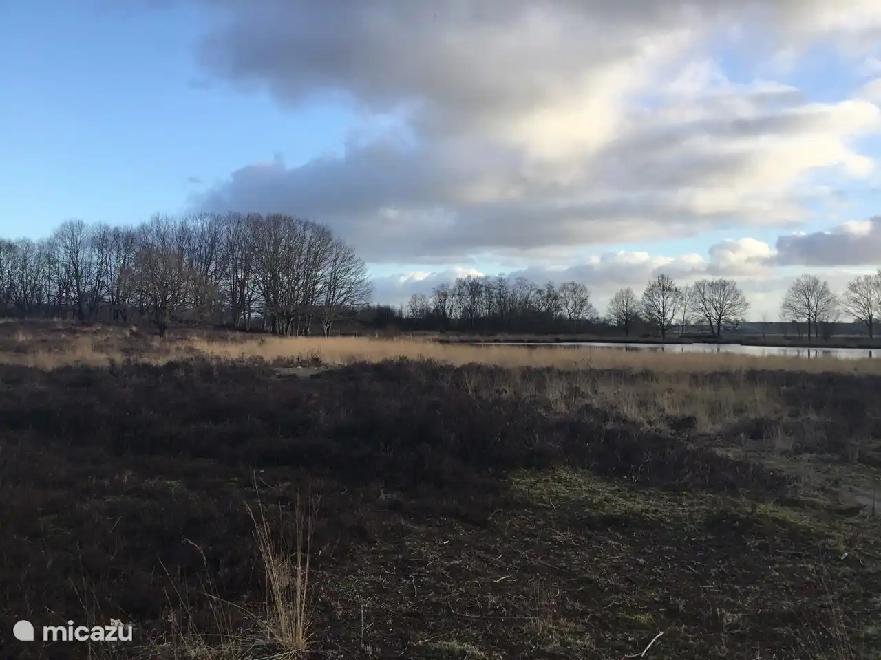 Heather mit Moor, neben dem Park.