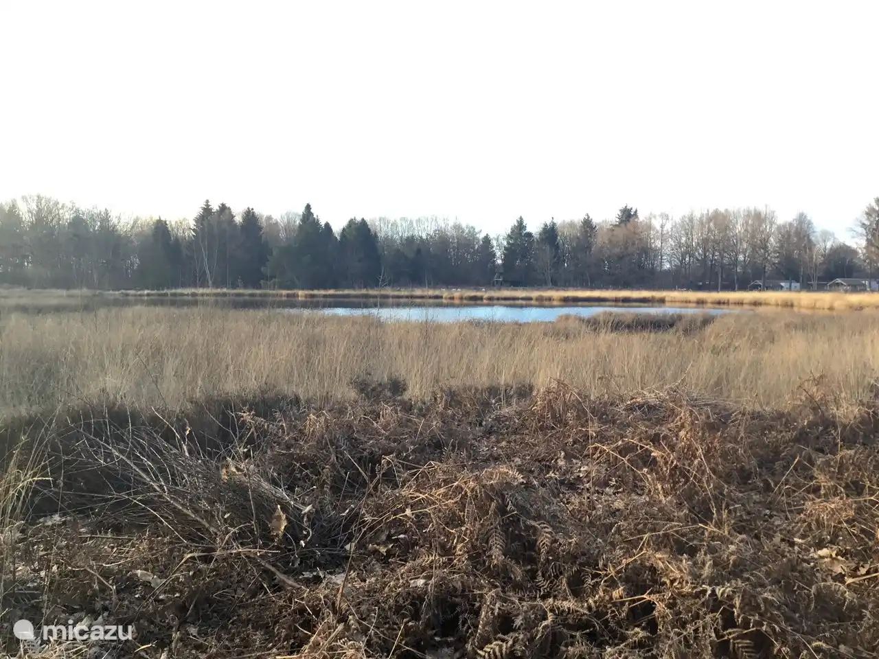 Die Heide mit dem Moor