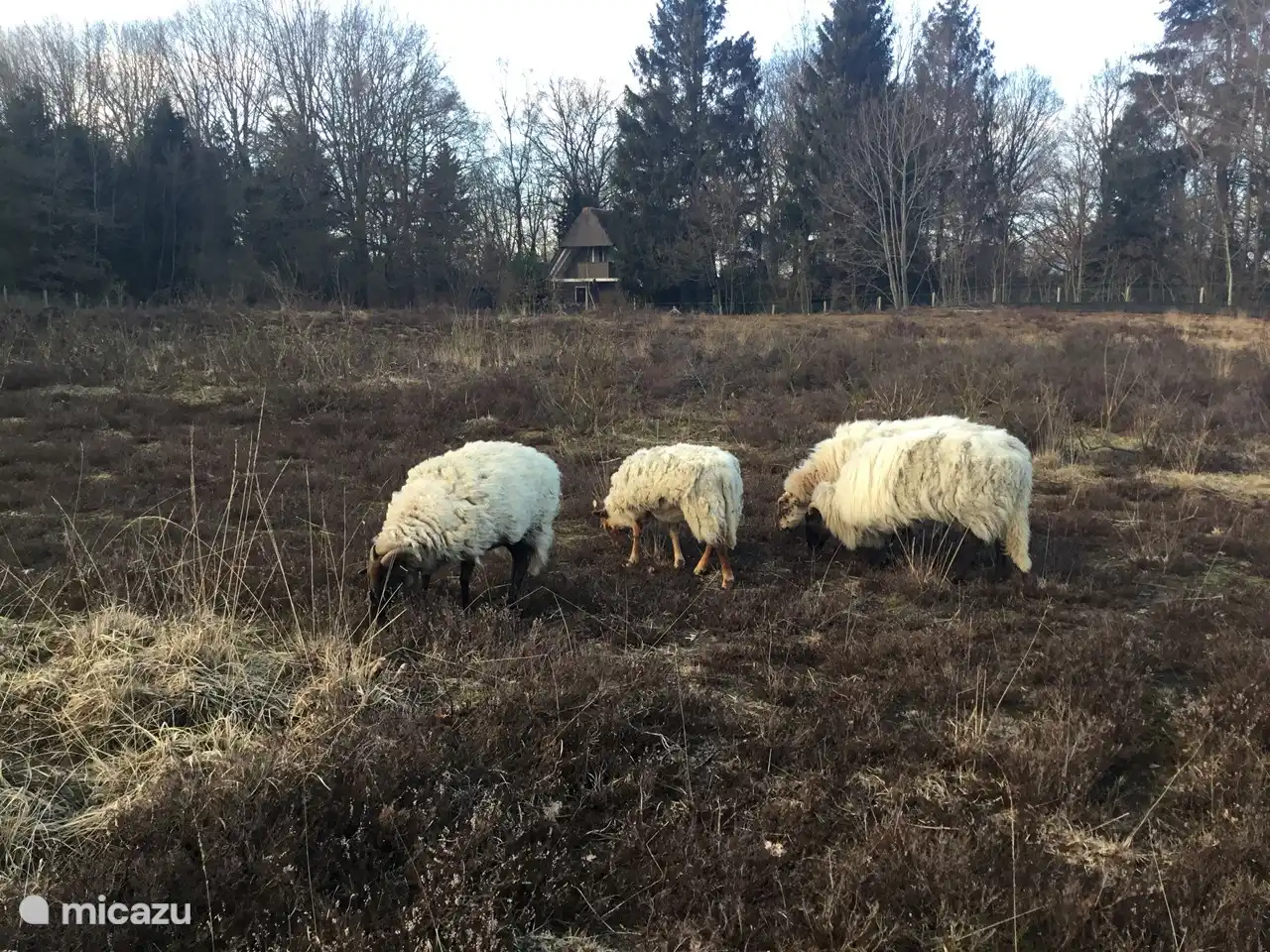 Wieder die Schafe auf der Heide.