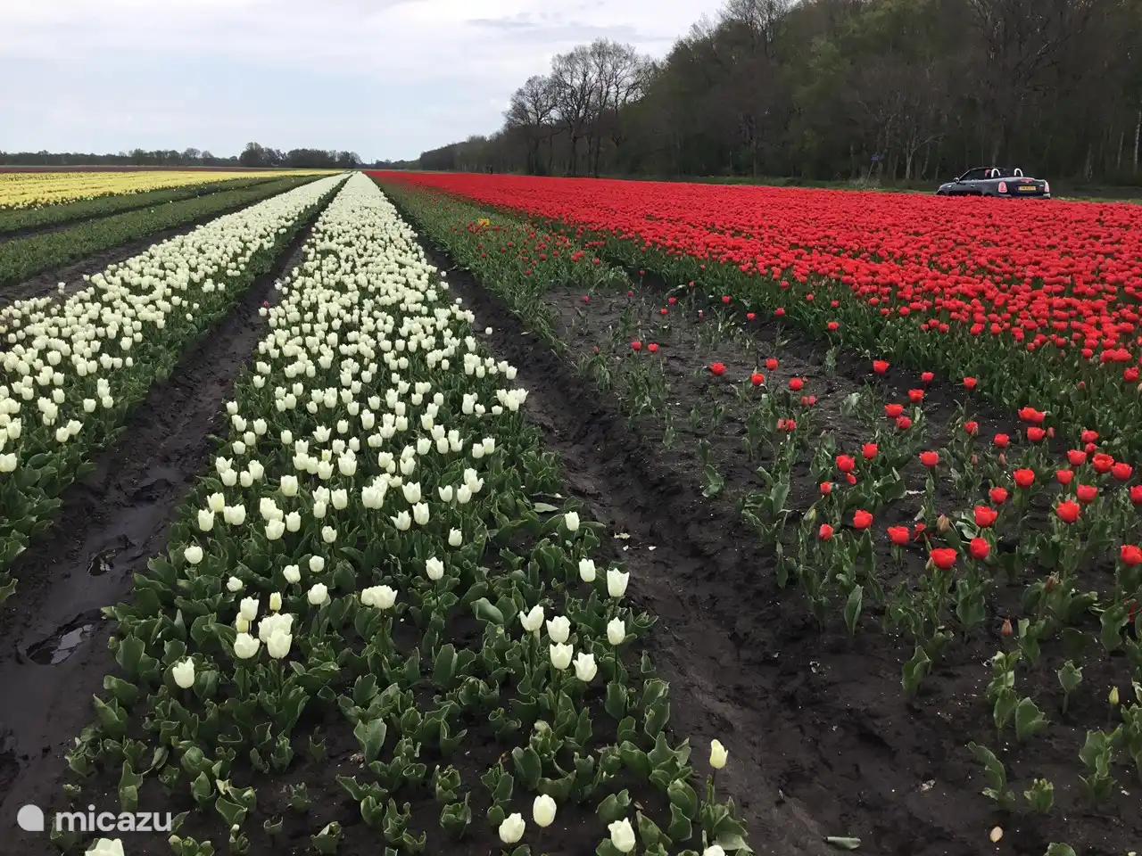 Tulpen in Drenthe.