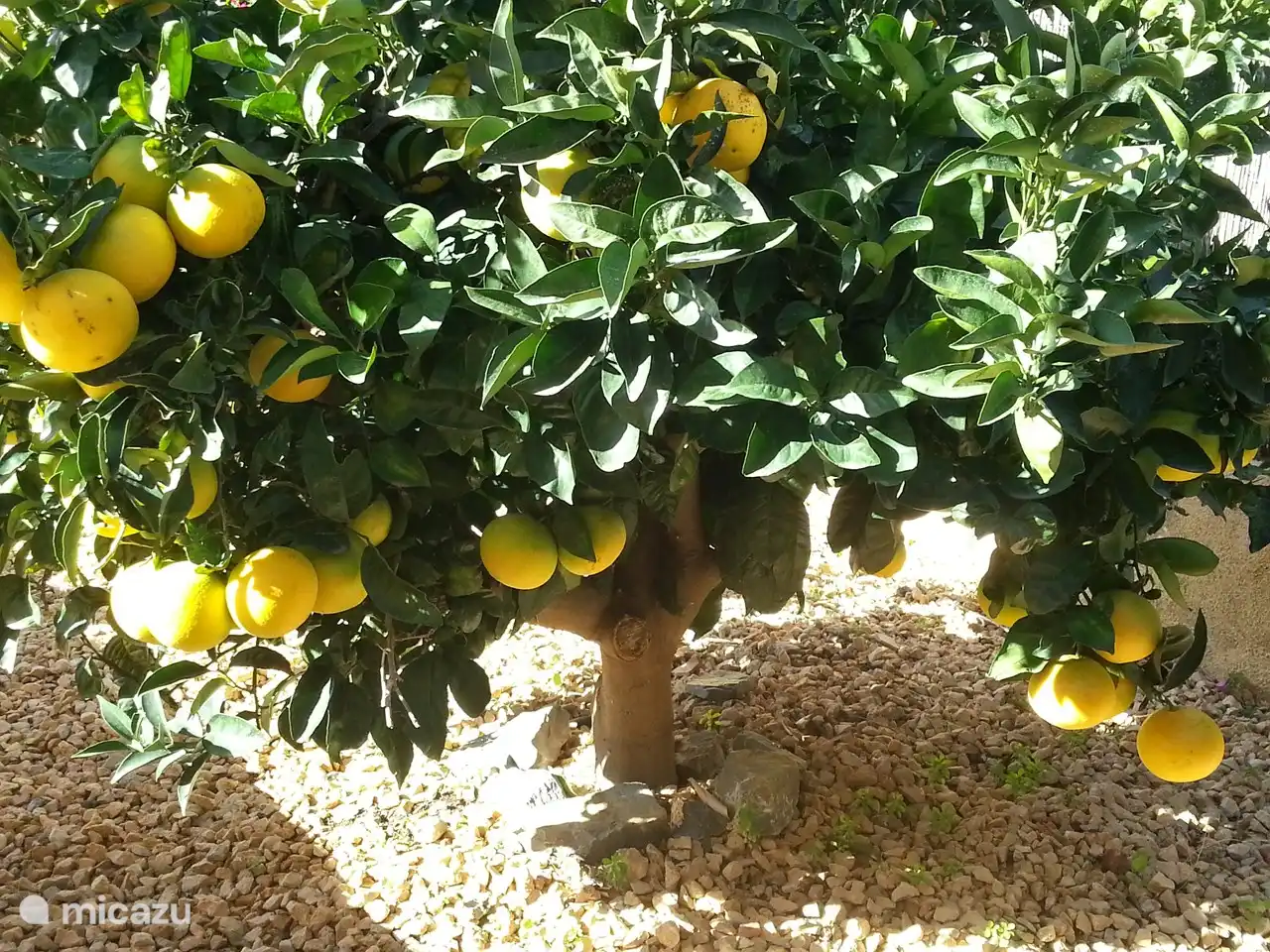 Oranges, plums, apples, mandarins, lemons and nisperos in your own garden!!
