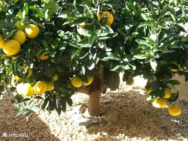Casa Colina en España, Costa Blanca, La Nucía - casa vacacional Naranjas, ciruelas, manzanas, mandarinas, limones y nísperos en tu propio jardín!!
