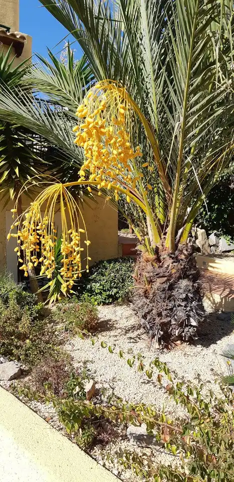 Our beautiful date palm!