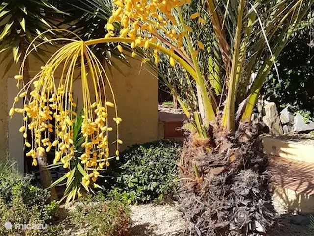 Casa Colina en España, Costa Blanca, La Nucía - casa vacacional ¡Nuestra hermosa palmera datilera!