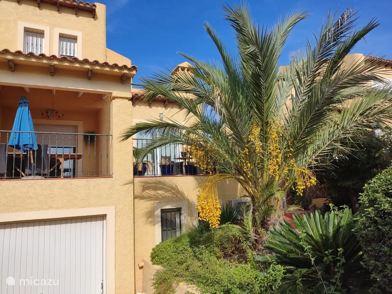 Front garden with date palm