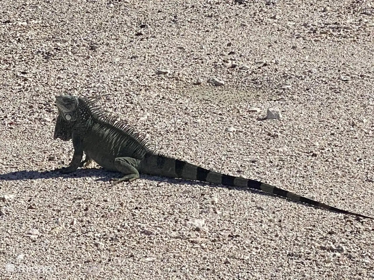 Santa Catharina resort leguaan