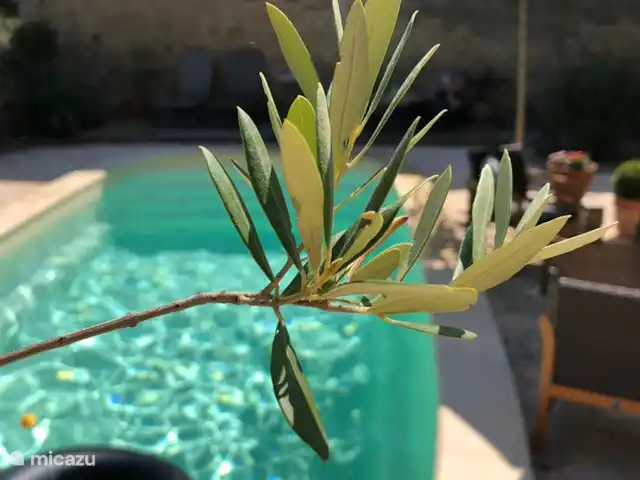 apartamento en Francia, Aude, Raissac-d'Aude – Logement Onze - Apartamento Qirinye La piscina