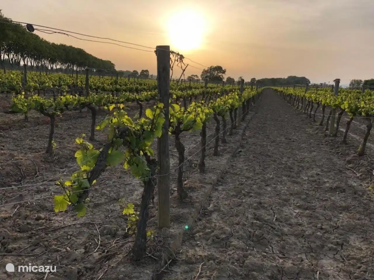 Le vignoble de Raissac d'Aude