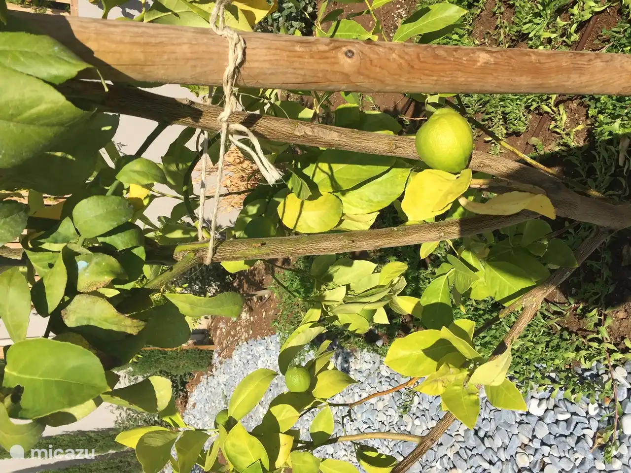 Frisches Obst im Garten