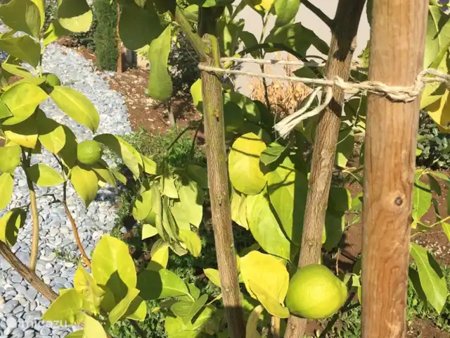 Villa Míticas en Grecia, Gracia Central, Pogonia - villa Fruta fresca en el jardín